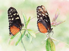 Exotic butterflies - Heliconius hecale by PhotoArt Claudia Kleemann