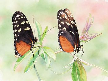 Exotic butterflies - Heliconius hecale