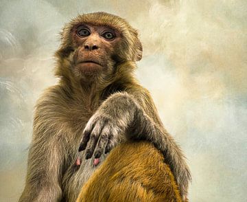 Singe au temple de Pashupatinath à Katmandou, au Népal sur Rietje Bulthuis