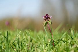 Blühende Taubnessel, Lamium purpureum